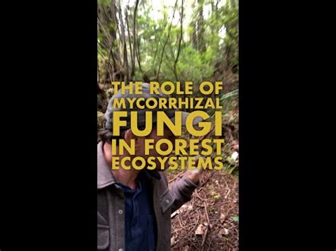 The Role of Fungi in Forest Ecosystems 