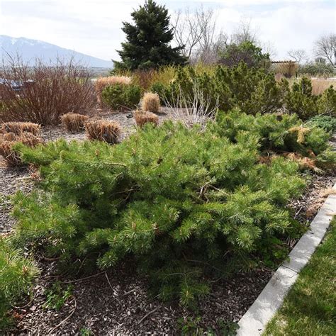 Hillside Creeper Scots Pine For Sale Online The Tree Center