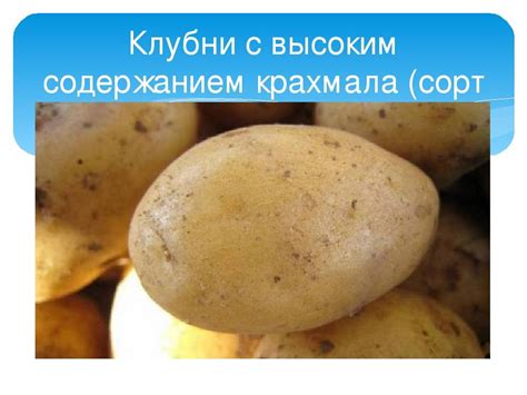 Картофель Аврора: описание и характеристики сорта, посадка и уход ...