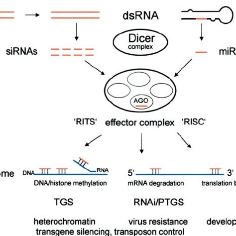 RNA-Mediated Silencing | Download Scientific Diagram 