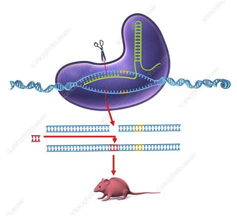 Crispr Cas9 Gene Editing Diagram Stock Image C0292554 Science