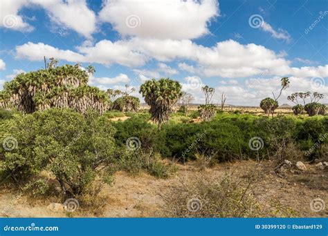 Savana Landscape in Africa. Stock Photo - Image of perfect, scenery ...