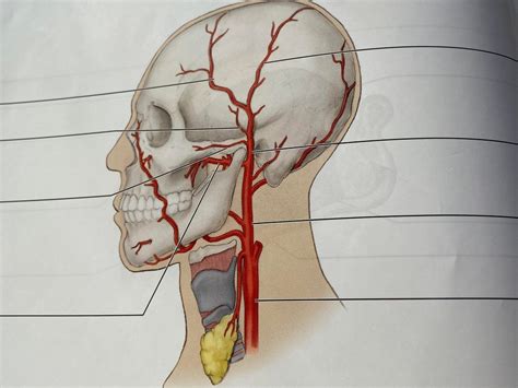 Diagram Of Pathway Of The Superficial Temporal Artery Quizlet