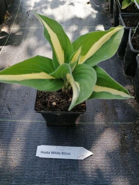 Funkia Hosta White Bikini do ogrodu wokół oczka Wodne rośliny Perfekt Klik