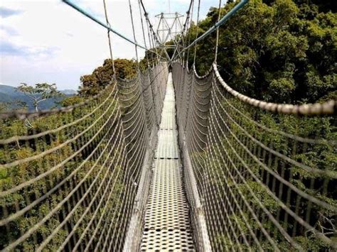 1 DAY CANOPY WALK WAY NYUNGWE NATIONAL PARK PTS