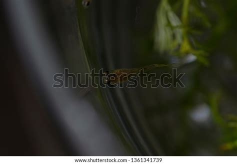 Baby Fish Aquarium Stock Photo 1361341739 | Shutterstock