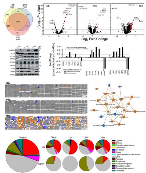 Tandem Mass Tag Tmt Mass Spectrometry Characterization Of