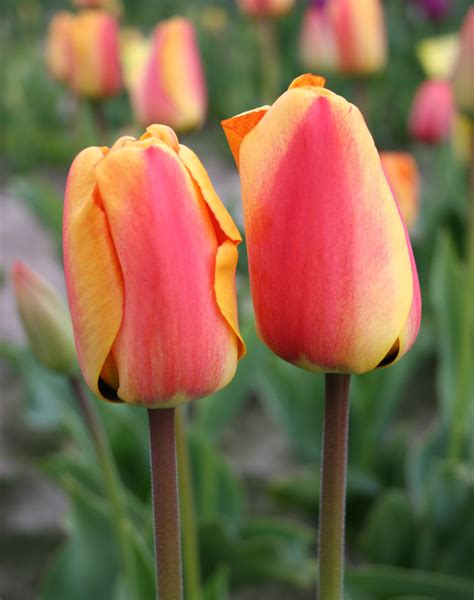 Tulip Series Darwin Hybrid Tulips Bulb Blog Gardening Tips And