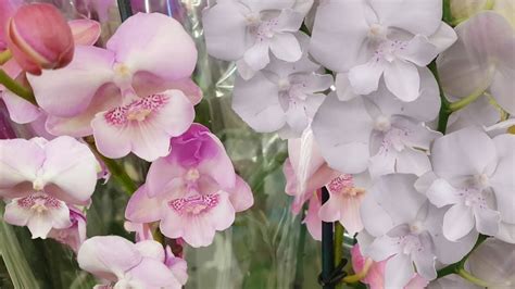 Новинки шикарные ОРХИДЕИ в КАСТОРАМА биг липы Orchids ORCHID Орхидея ...