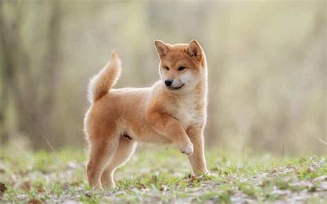 Shiba Inu Dogs Breed: Facts & Information