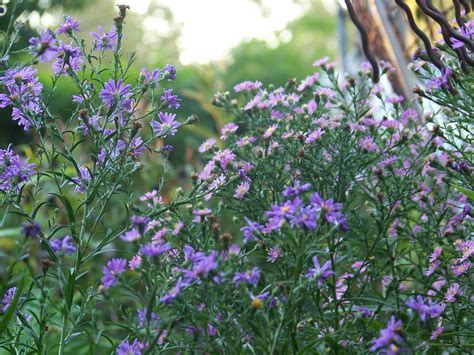 The Ladybug - Let me know if you need one of these and what color Tee