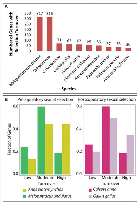 Discrete Correlation Of Selection Turnover With Sexual Selection A