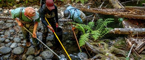 Do Wildfires Place Imperiled Salmonid Populations At Risk Of Metabolic