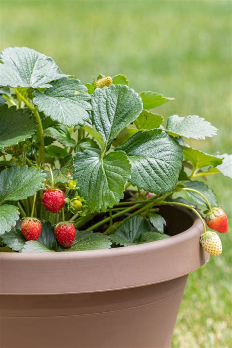 How To Grow Strawberries In Pots And Containers