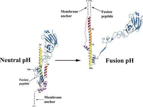 Structure Of Influenza Hemagglutinin In Complex With An Inhibitor Of