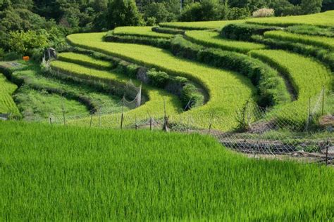 Terraced Rice Fields in Shodoshima Island,Japan Stock Photo - Image of ...