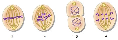 Detail Gambar Tahapan Pembelahan Mitosis Koleksi Nomer 19