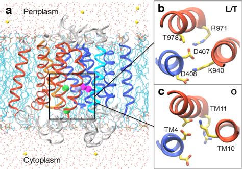 Figure 1 From Constant PH Molecular Dynamics Reveals How Proton Release