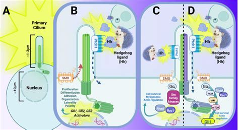 6 The primary cilium and its interaction with canonical and ...