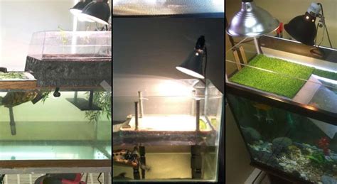 How to Make the Perfect Alligator Snapping Turtle Tank Setup ...