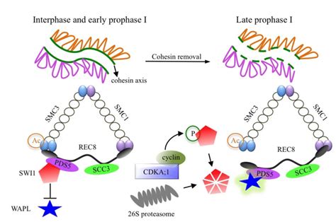 Model For The Role Of Swi1 In The Regulation Of Cohesin During Prophase