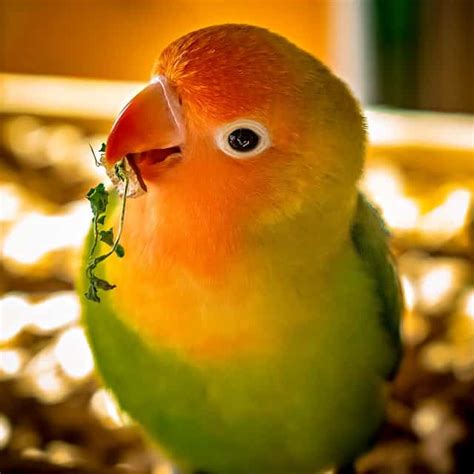 Parblue Violet Opaline Male Lovebird For Sale Islamabad - Parrots for Sale