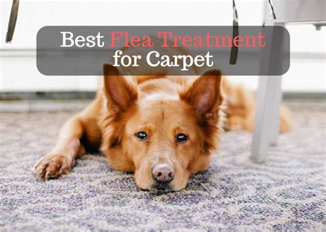 Best Flea Treatment for Carpet