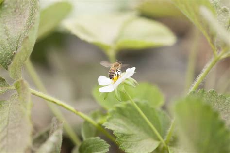 The Pollinator Habitat: What's Next? - FarmHer