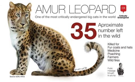 Amur Leopard Left In The Wild Critically Endangered Species Amur