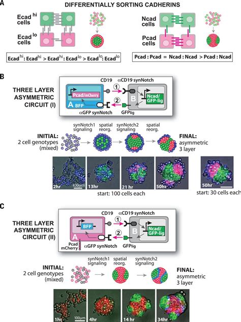 Programming Self Organizing Multicellular Structures With Synthetic Cell Cell Signaling Science