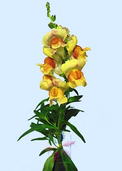 yellow-snapdragon