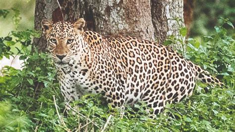 Tamil Nadu Forest Department Takes Action to Protect Wildlife Following ...