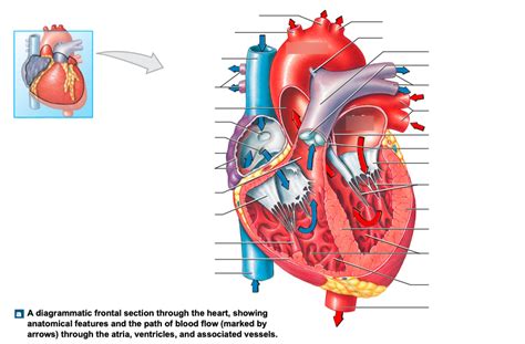 Anatomy Heart Quizlet Anatomical Charts And Posters