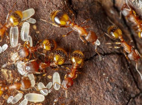 Larvas Pequenas Da Formiga Branca Na Natureza Foto De Stock Imagem De