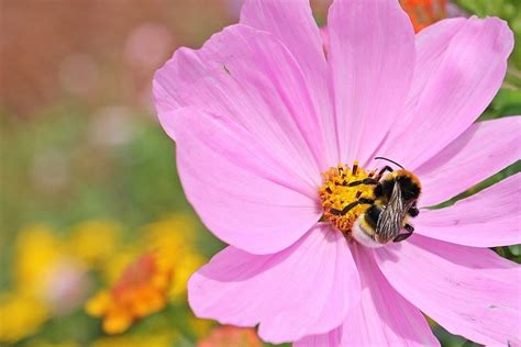 Piante Che Attirano Le Farfalle E Le Api Per Un Giardino Biodiverso