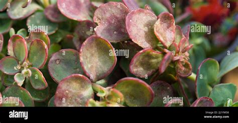 Dragons Blood Plant Hi Res Stock Photography And Images Alamy