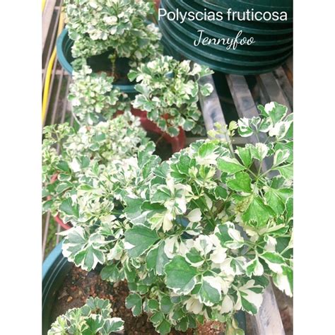 Polyscias Balfouriana Marginata In Polybag Shopee Malaysia