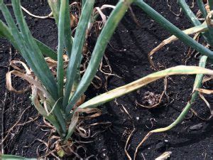 Onion Anthracnose | Vegetable Disease Facts