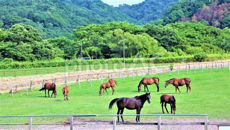 北海道 牧場 馬 No 24666311｜写真素材なら「写真ac」無料（フリー）ダウンロードok