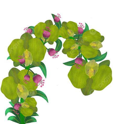 Flowers Green Orchid, Anggrek, Florals, Orchid PNG Transparent Clipart ...