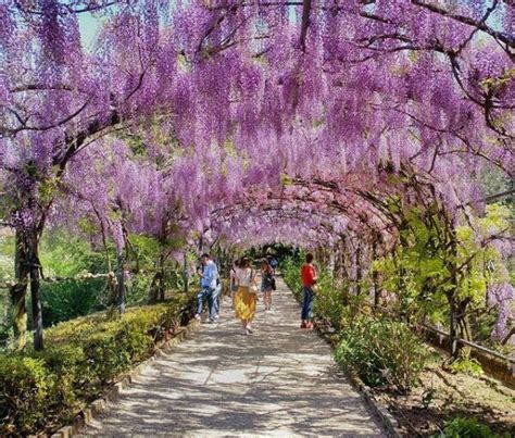 Le più belle fioriture in Italia Quando e dove nel 2021 Italia