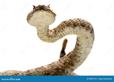 Rattlesnake Stock Photography - Image: 9059712