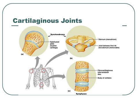 Ppt Overview Of Joint Movements Powerpoint Presentation Free