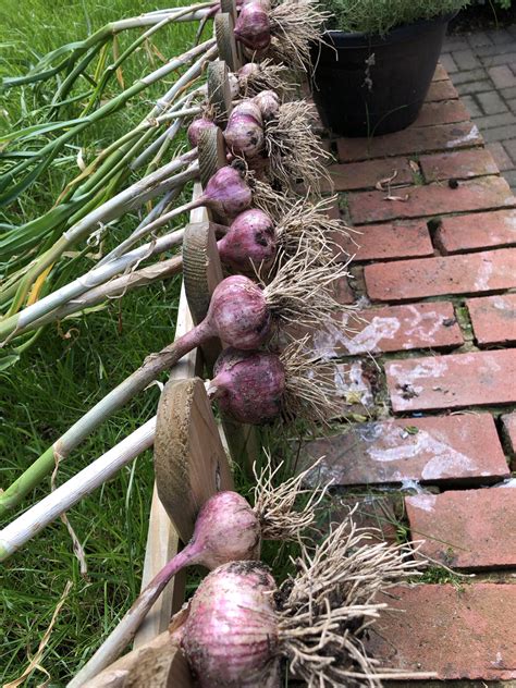 Garlic harvesting time... So proud! Time to cure and store. Already ...