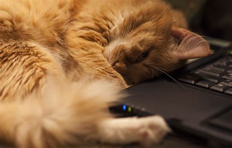 Котик На Клавиатуре Картинки — Mixyfotos.ru