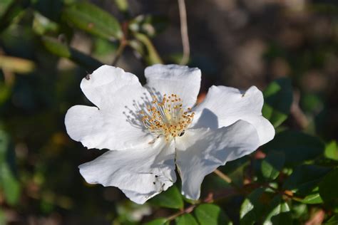 Rosa selvatica - Wild rose | Giovanni di Serafino | Flickr