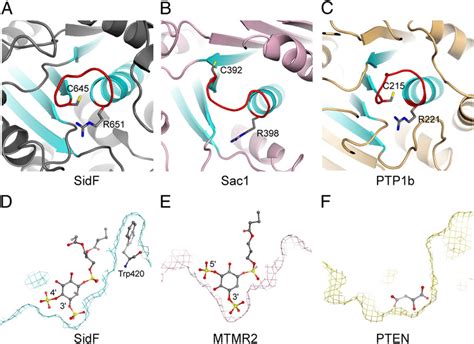 Structure Comparison Of Sidf With Other Phosphoinositide Phosphatases Download Scientific