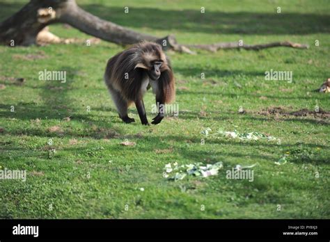 Animals in wildlife sanctuary Stock Photo - Alamy