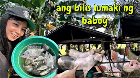 Ep Ang Bilis Lumaki Ng Ating Alagang Baboy Nangawil Kami Ng