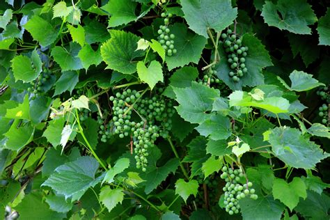 Cultivo De Uva Huerto En Casa